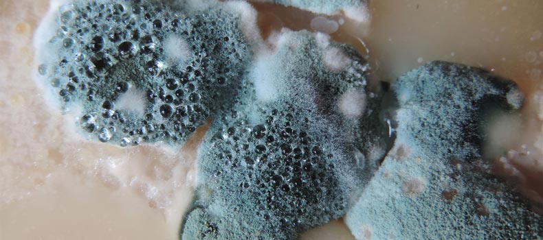 Get a mold inspection from A Plus Property Inspectors